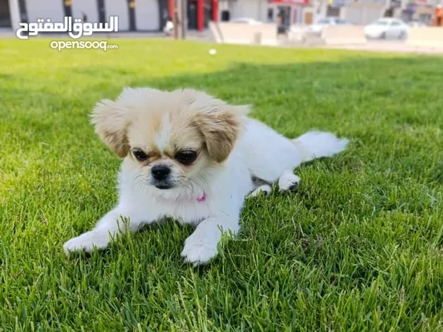جروه بيكنوا مواصفات لاقوه الا بالله