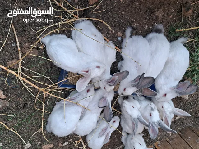 ارانب فرنسيه احجام جنبو