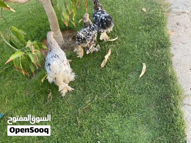 ربي يبارك حاجة نظيفة 2دجاجه وتاني مش معروف