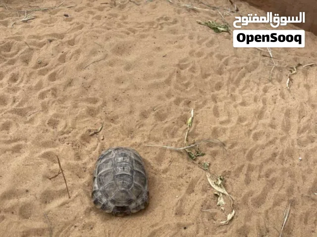 سلحفاة صحراوية العمر 1.5او2