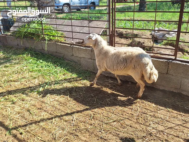 جاعدة يمنية فل سمنة النوع الكبير