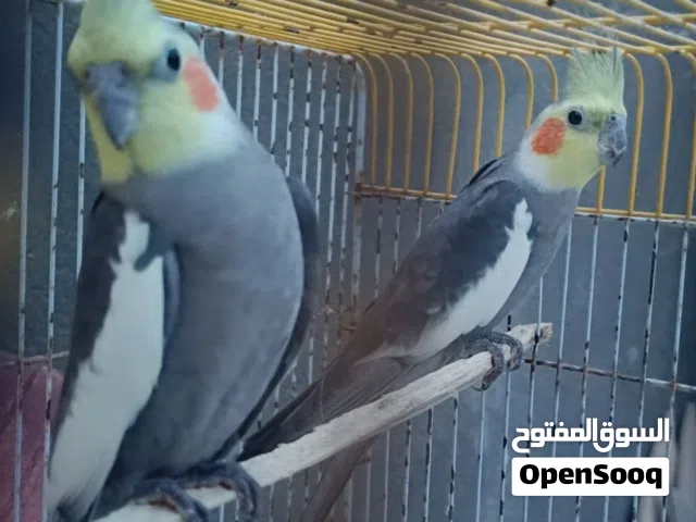 طيور كوكتيل ذكر ونثية