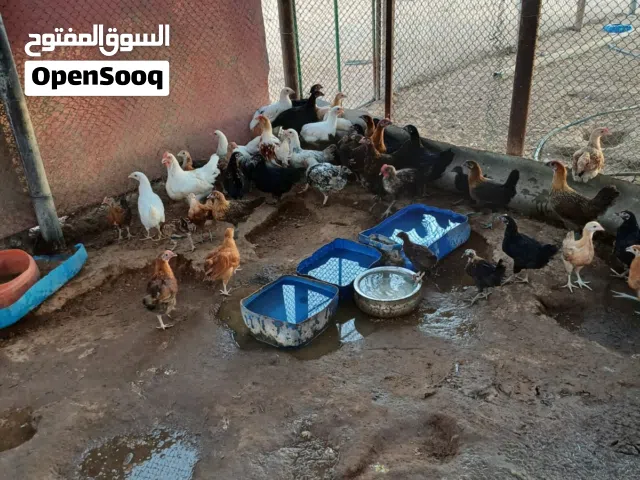 دجاج الدار (بلدي للبيع )