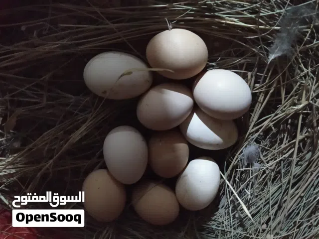 بيض دجاج براهمي