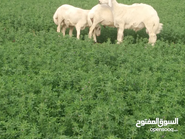خرفان اعمار 3شهور ونص و4شهور ونص علفها طيب . ولحمها طيب جدا جرب واحكم