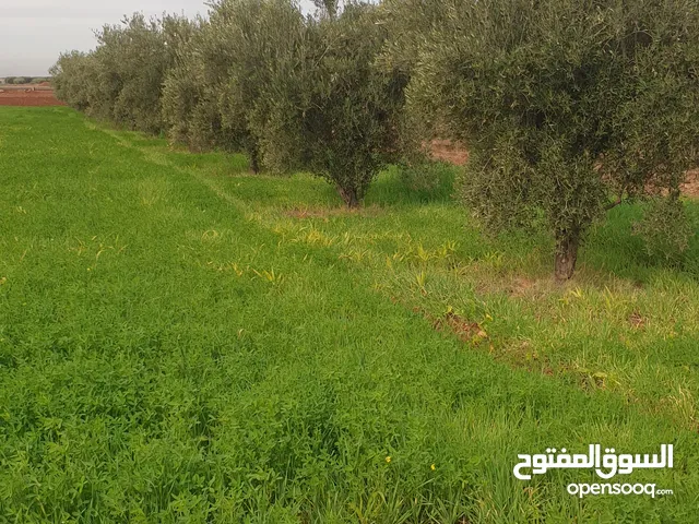 ارض فلاحية ملكية محفظة مساحتها 1500 متر نواحي تملالت