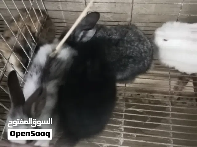 ارانب هولنديات عمر شهر للبيع