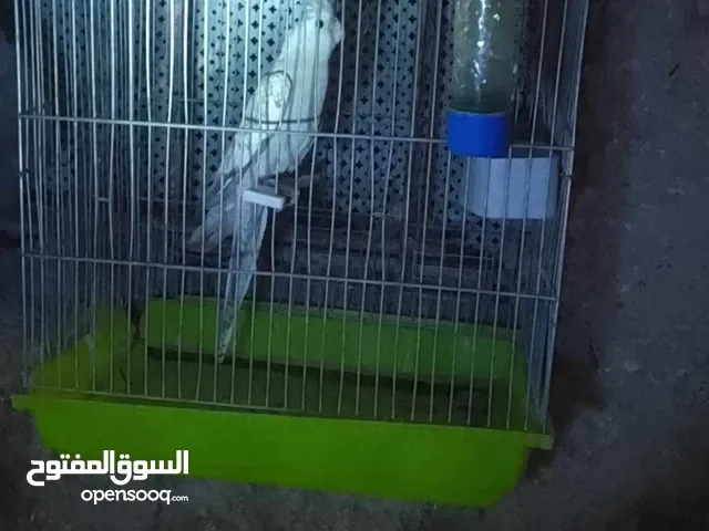 عصفور كوكتيل وايت فيس انثى