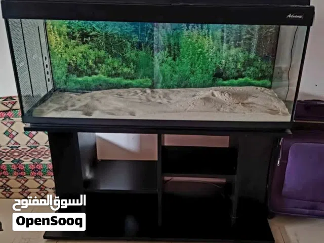 fish Aquarium