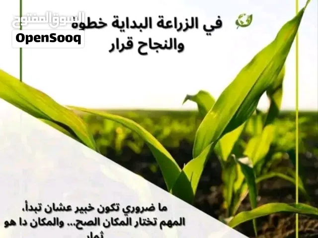 مشروع ثمار الزراعي ولاية كسلا محلية نهر عطبرة منطقة ود ابو هجا