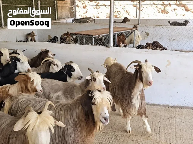 الرحوب الأصيل