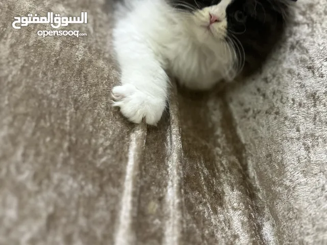 Pure Persian cat
