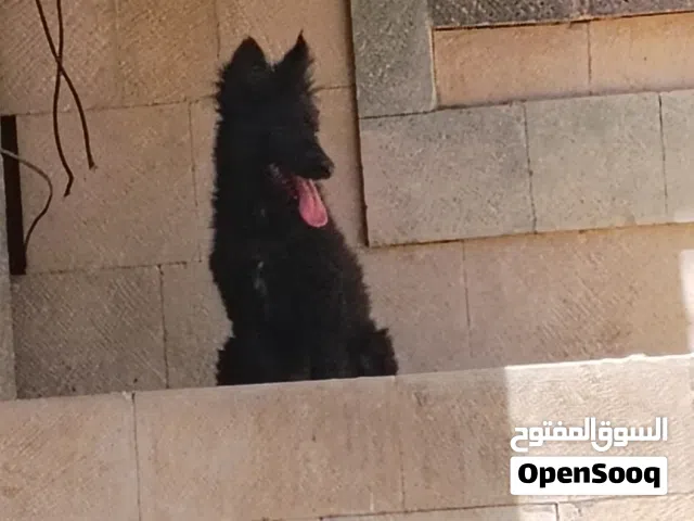 جروه جرمن بلاك رويال