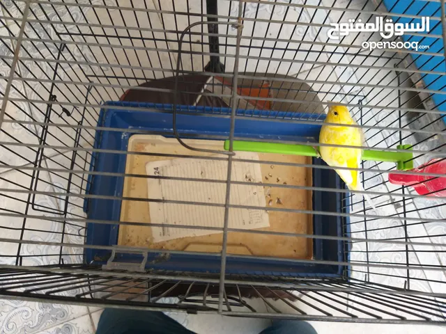 طيرة أنثى كنار ليمونية جاهزة مع القفص