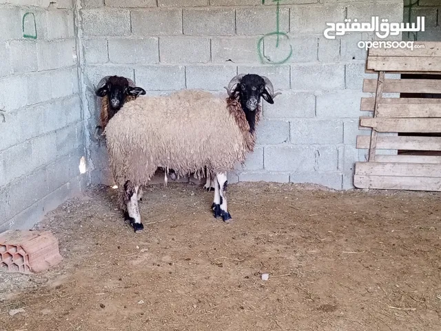 خرفان للبيع
