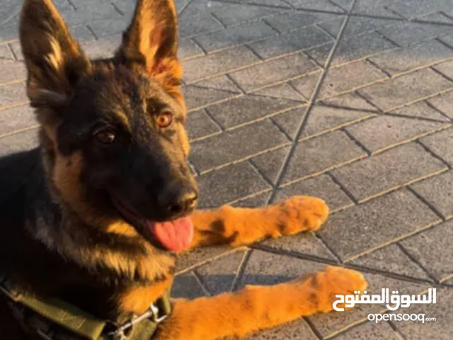 جيرمن شيبرد وورك لاين انثى شورت هير