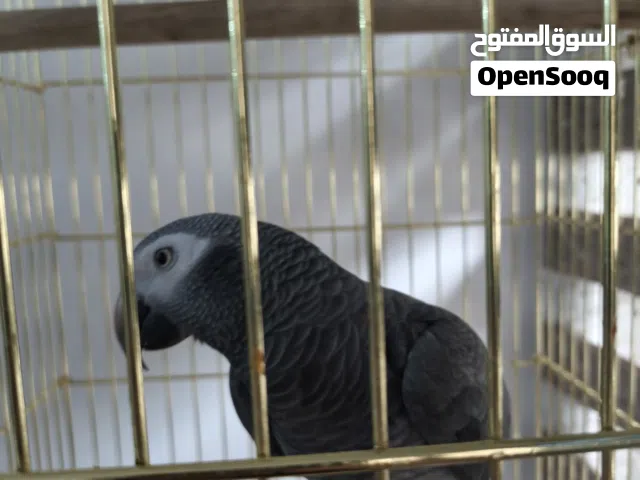 كاسكو تايلندي