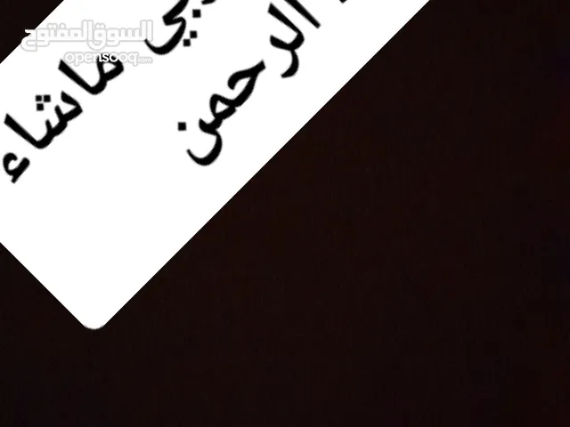 كتاكيت دجاج عربي