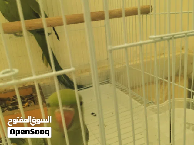 ببغاء الدرة ذكر وانثى بصحة جيدة العمر غير معروف التواجد العامرات مطلوب 40 ريال Ringneck parrots, mal
