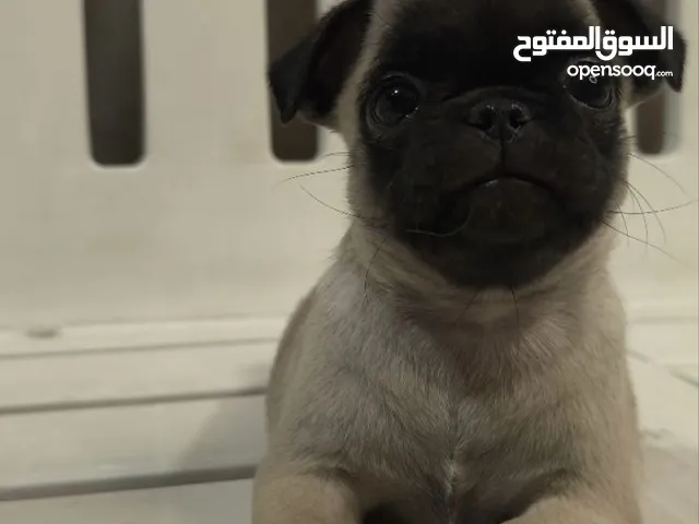 عمر شهرين Pug