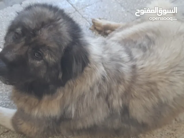 كلب قوقاز برجي