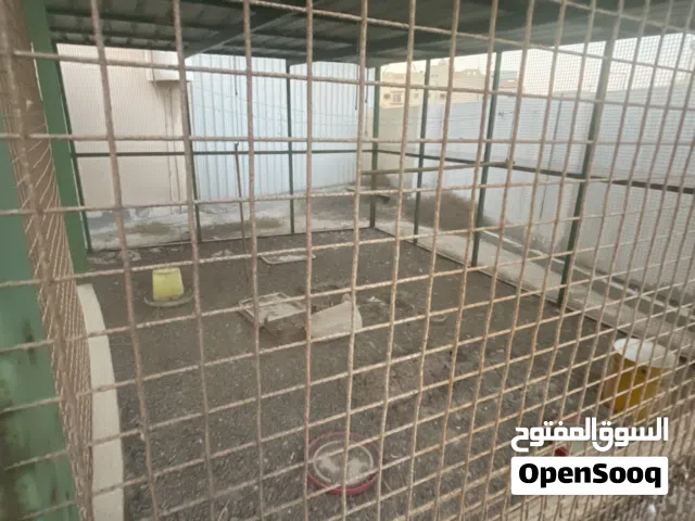 اقفاص : للبيع قفص طيور السعر :100 دينار فقط