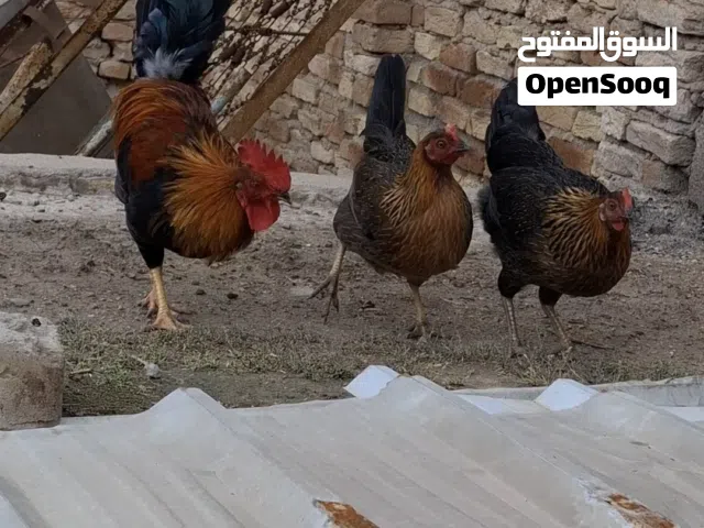 ديوكه فري شمسي نقي للبيع