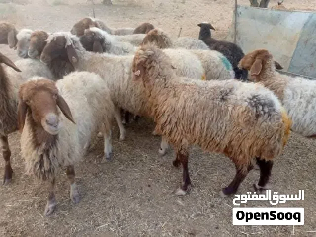 الزرقاء_الهاشميه