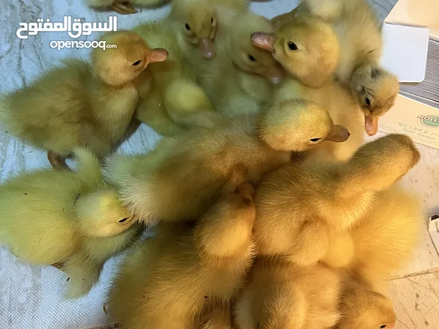 بط بكيني للبيع