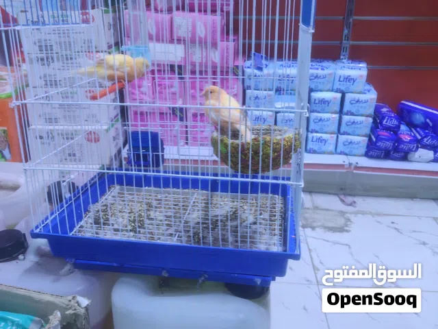 كناري البيع نثيه وفحل مع القفص  وبي مجال