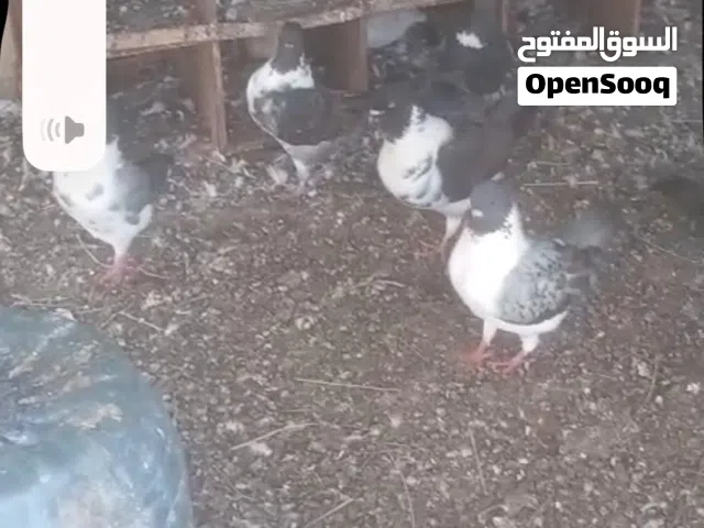حمام مدينه وفرنسي