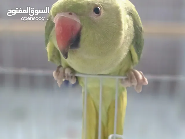 ببغاء دره عدد 2