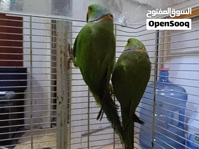 Both are very active and the color is a nice green.