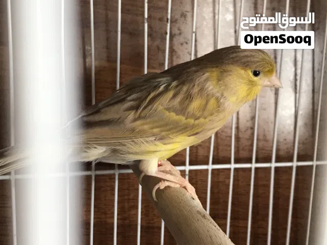 انتي كناري ازبيل مصوقرة  بيع ريش