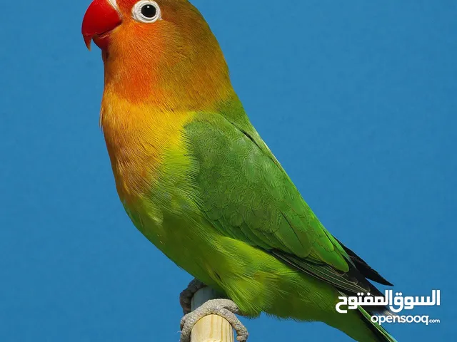 طائر غندورة ( فيشر )