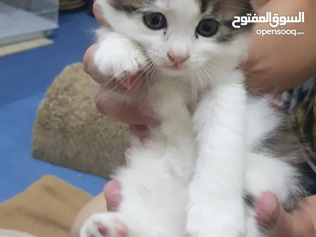 persian kitten pure white and mixed colours available.5 kitten available to sale