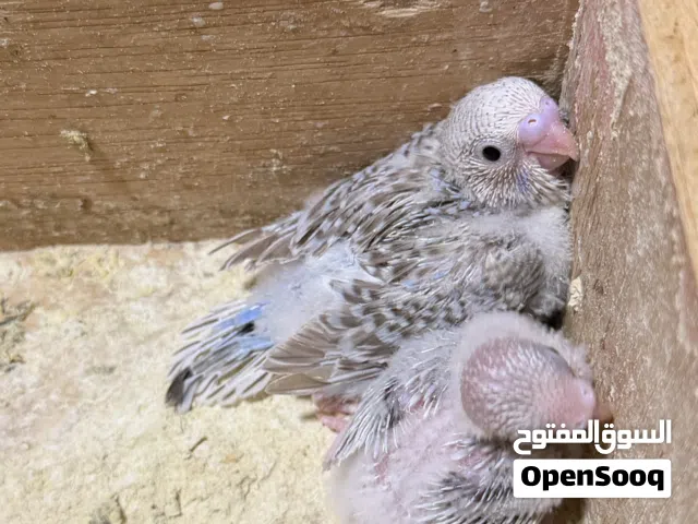 للبيع فروخ طيور هند(بادجي)