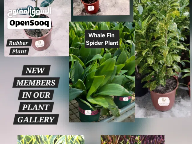 Indoor plant Gift ideas