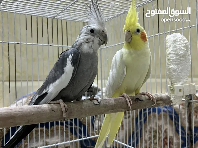 كوكتيل البيع