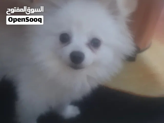 كلب بريمنيان لون ابيض