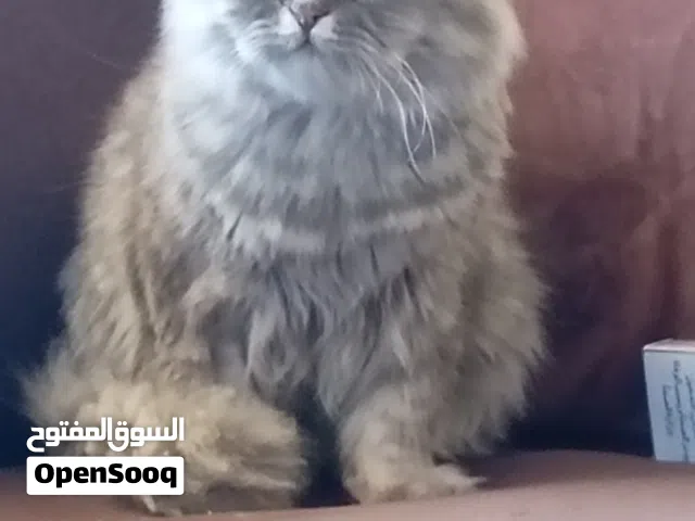 قط ذكر شانشيلا