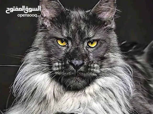 Maine Coon Cat