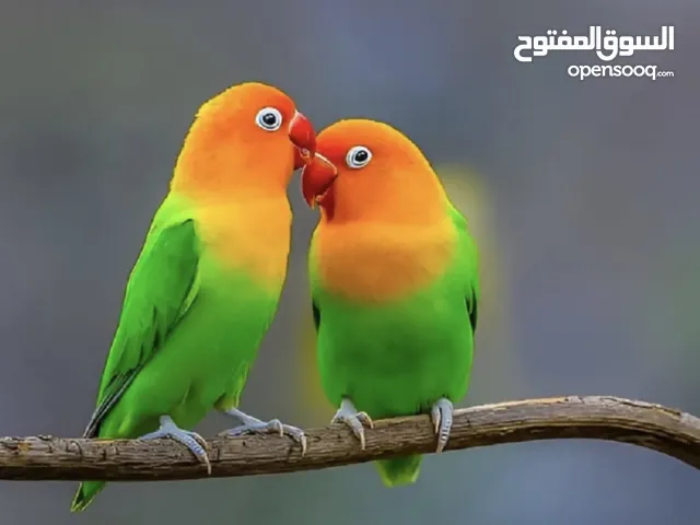 مطلوب أنثى فيشر لون مانجو