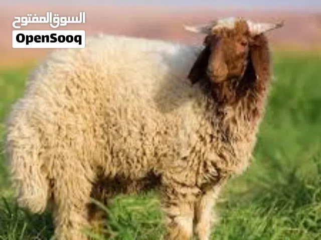 شراء جميع انواع الحلال والسكراب بكبد