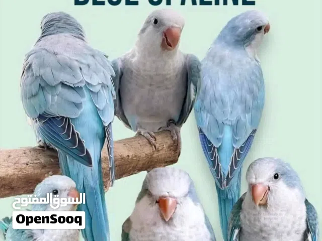 جوز كويكر مفحوص مع قفص وكوخ