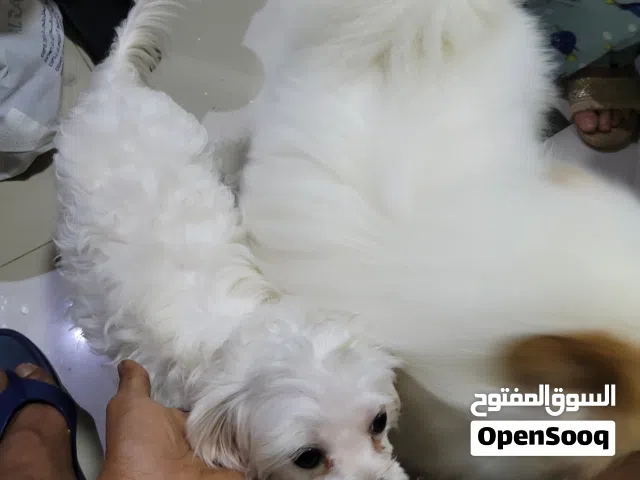 Kiki, a 1year old Maltese dog and Milo, a 14months old Pomeranian dog for sale. So kind and sweet.