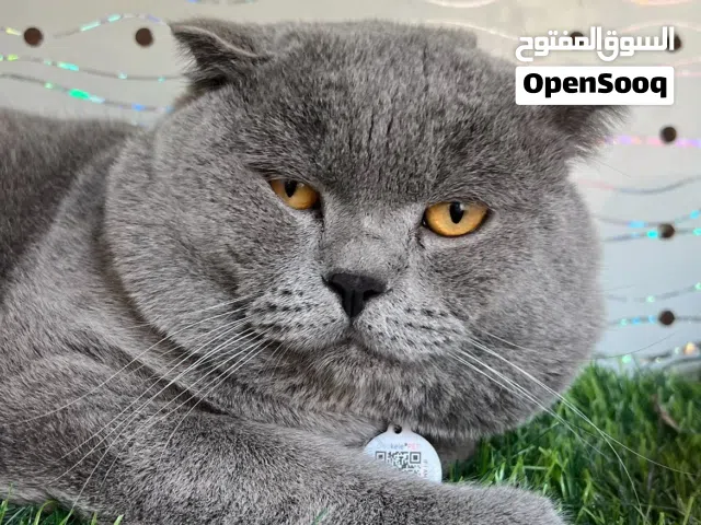 قطه سكوتش فولد للتزاوج 13 ريال ( قابل لتفاوض)