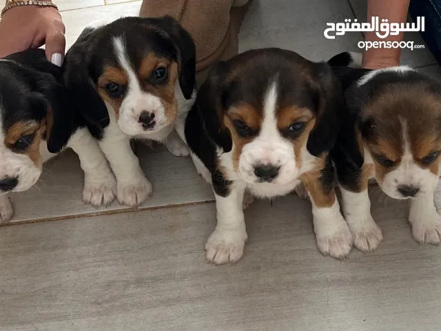 Beaglier a vendre