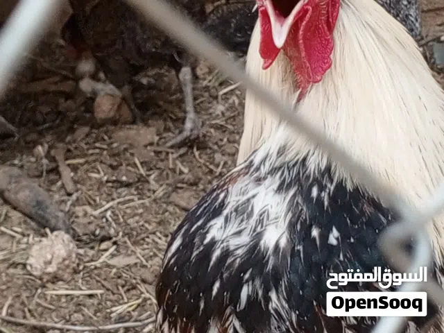 دجاج بلدي نخب اول بياض للبيع