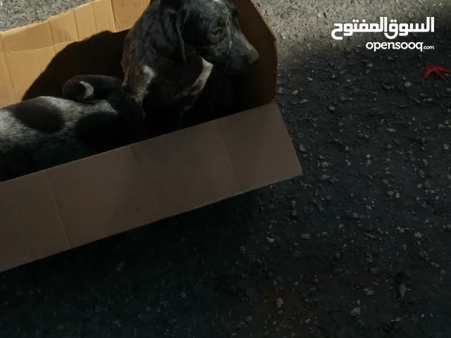 جروين بونتر سلق صيدعز التدريب العمر ثلاث شهور للبيع